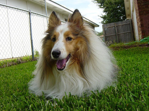 Sheepdog Shetland