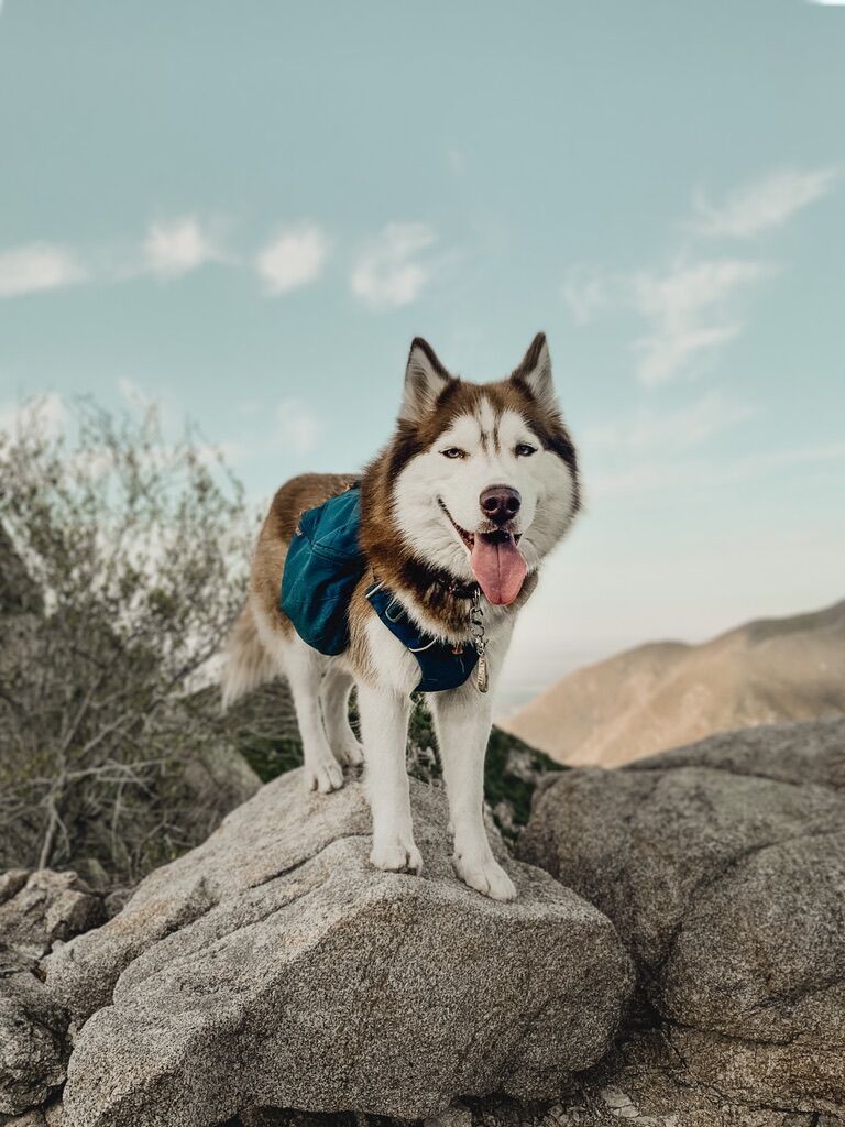 Husky