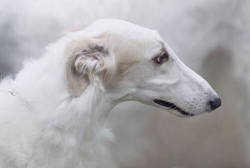 Borzoi