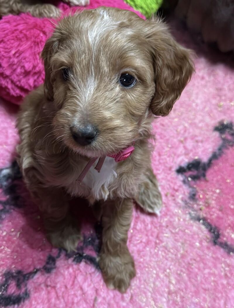 7 weeks old little baby