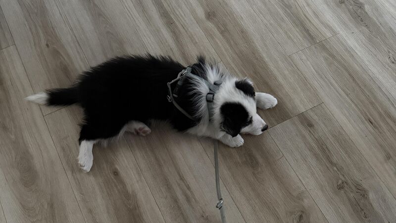 Our newest family member, Koda. 5 months old Border Collie