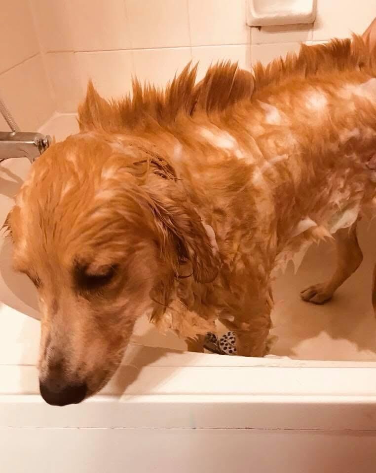 The sad Stegosaurus I found in the bathtub! 💕😂