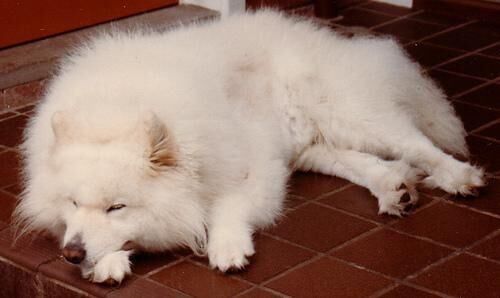 Samoyed