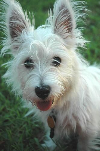 Terrier Westhighland