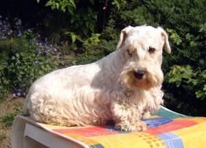 Terrier Sealyham