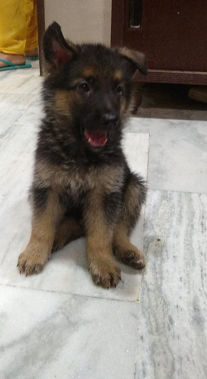 German Shepherd
