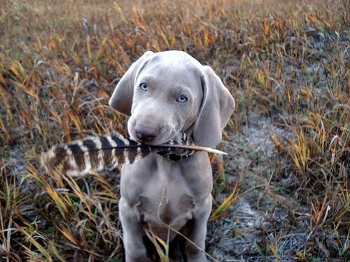 Weimaraner