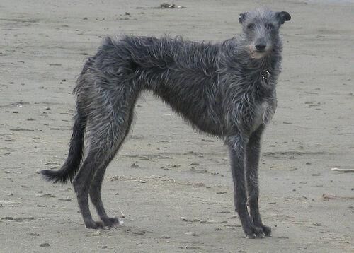 Deerhound Scottish