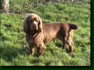 Spaniel Sussex