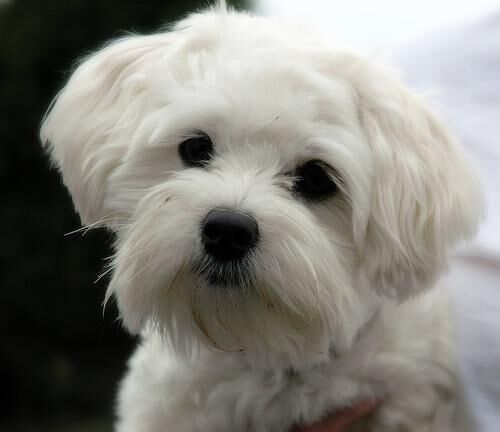 Maltese
