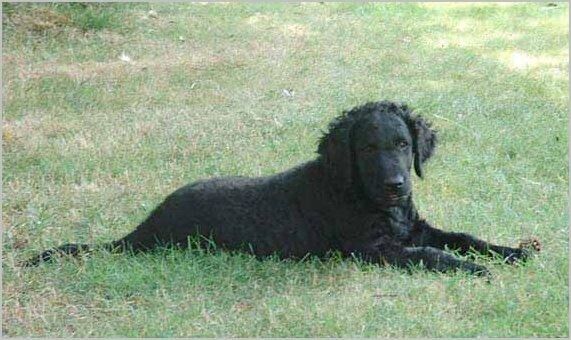 Retriever Curly