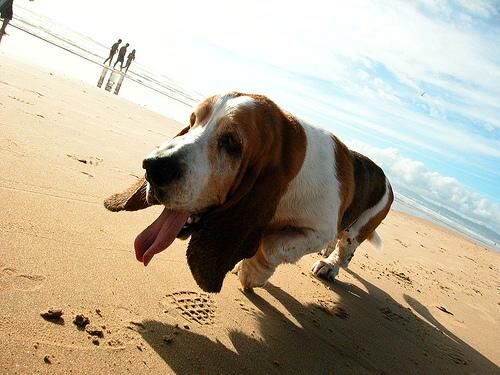 Hound Basset