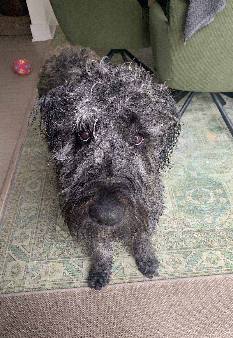 Someone got a bath and is not impressed!