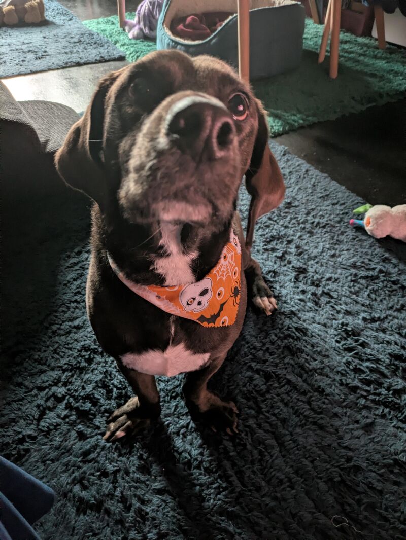 My bassador we adopted: Dusty