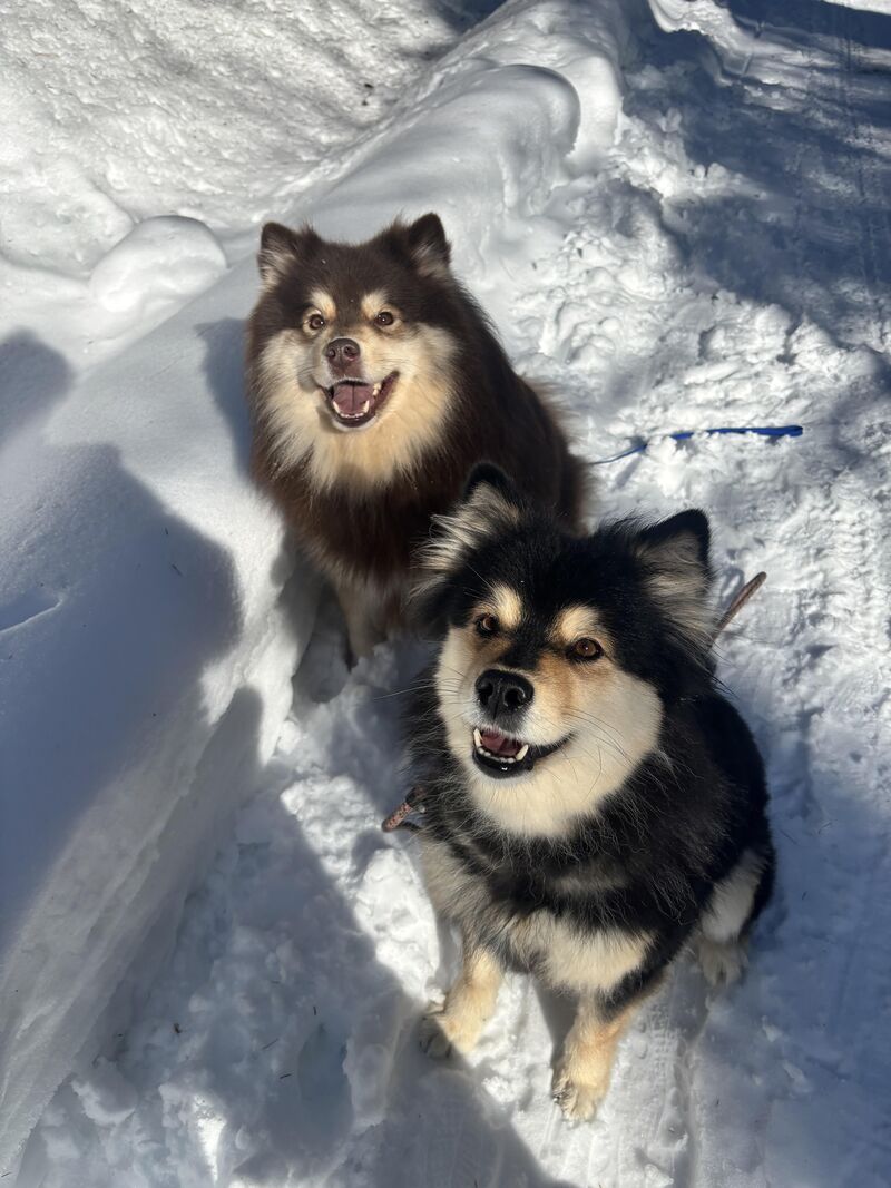 Walked these two cuties today