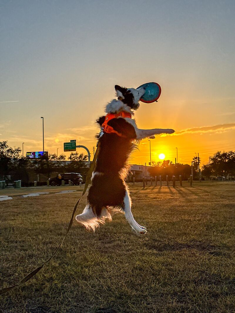 Whats your border collie favorite toy?
