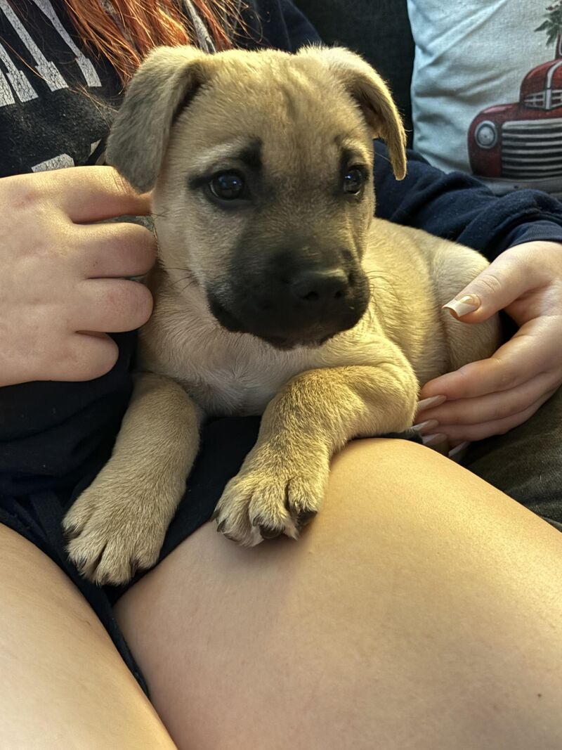Need a little advice for a first time owner of a Shepherd/Lab mix puppy…