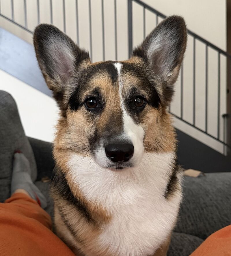 Corgis are a million times more photogenic than humans will ever be