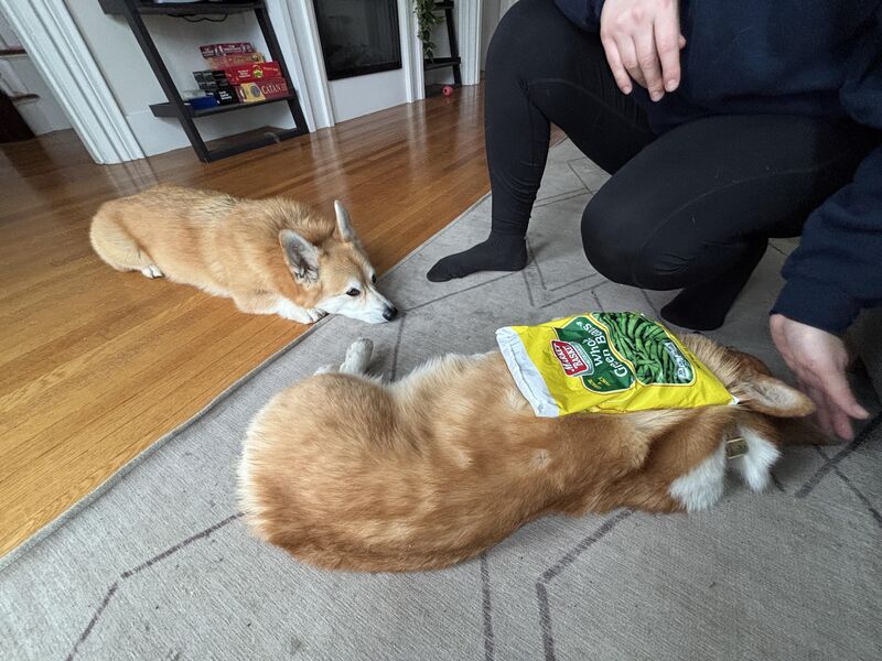 Frida unfortunately fell down the stairs, vet appointment is in 2 hours so cheddar is making sure his sister is looked over