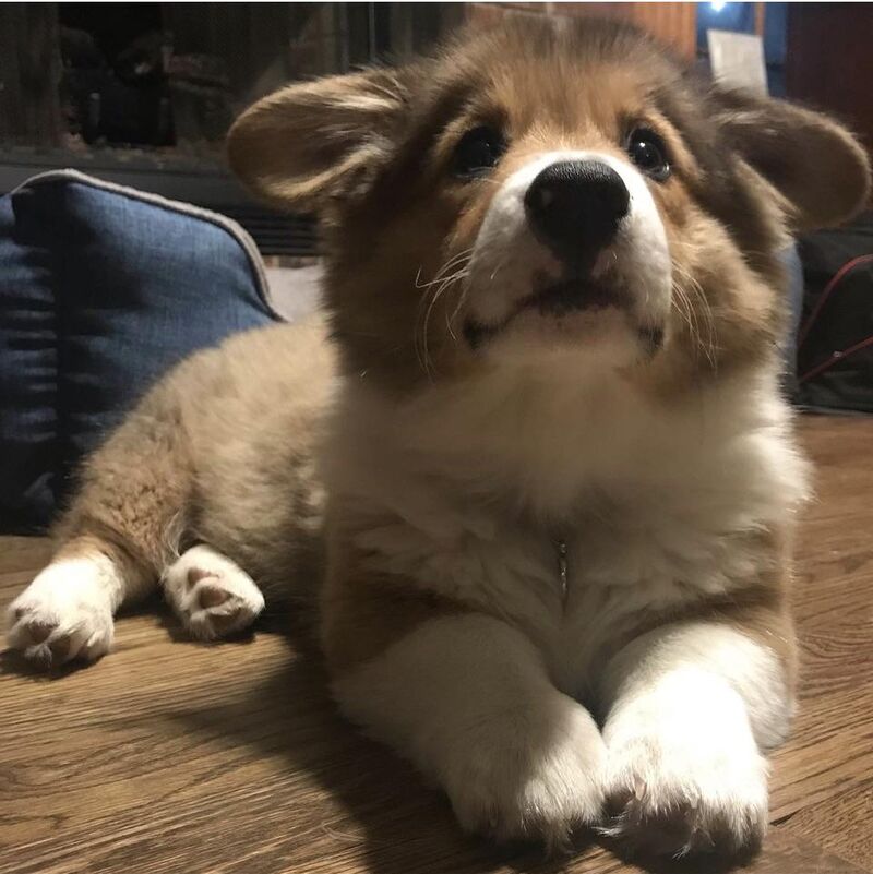 Begging, expert level