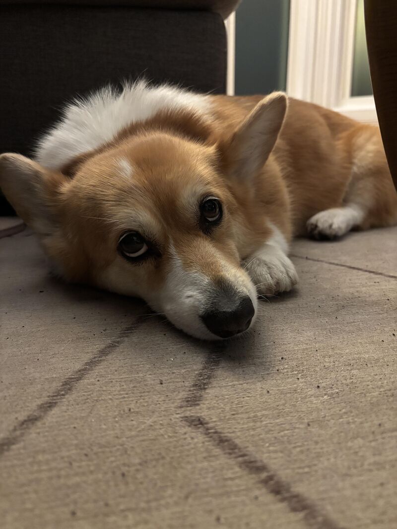 Update for those asking about Frida. It is a soft tissue injury but she will be ok, for now she’s high as a god damn kite!