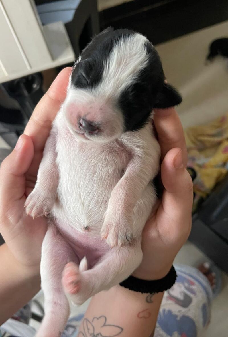 A tiny bean dreaming of big adventures. ☁️🐾