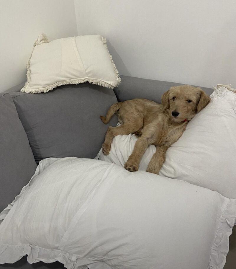 OC- My nephew Thor thinks he owns the couch 💙😅
