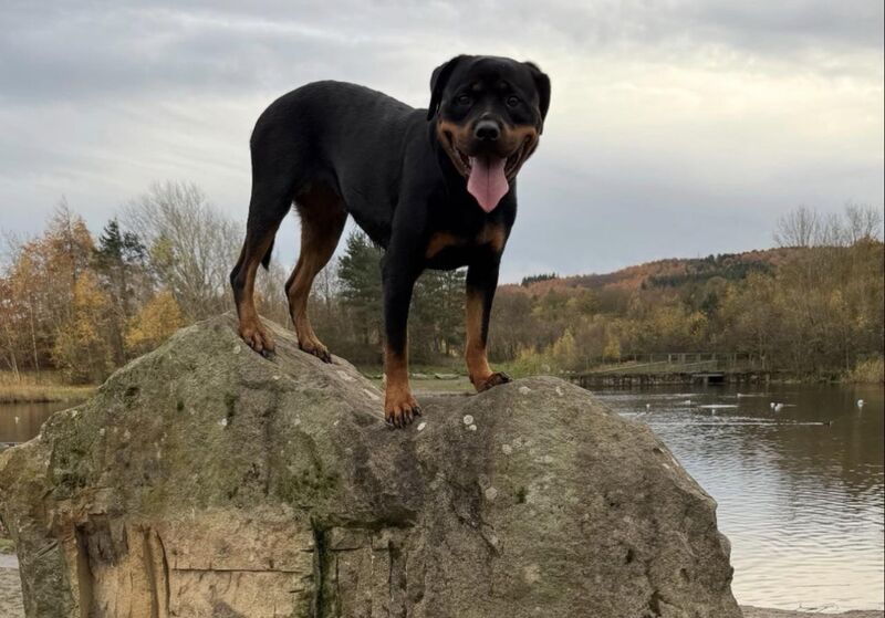 Rottweiler or mountain goat?
