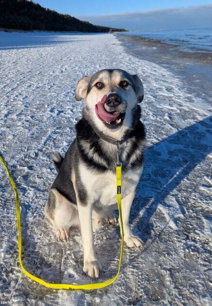 Akai, my husky-mix rescue from the mountains of Slovakia