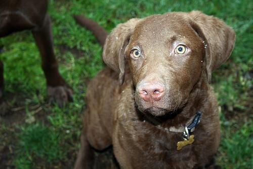 Retriever Chesapeake