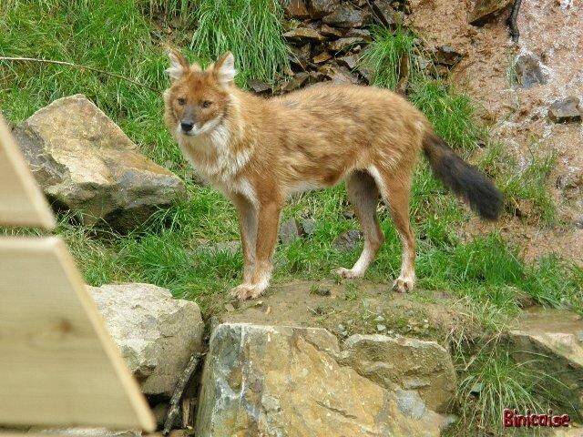 Dhole