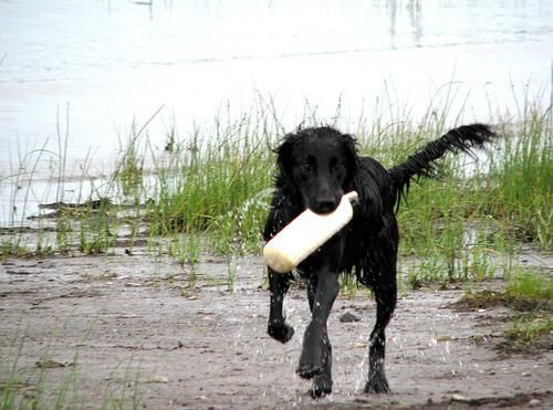 Retriever Flatcoated