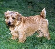 Terrier Norwich