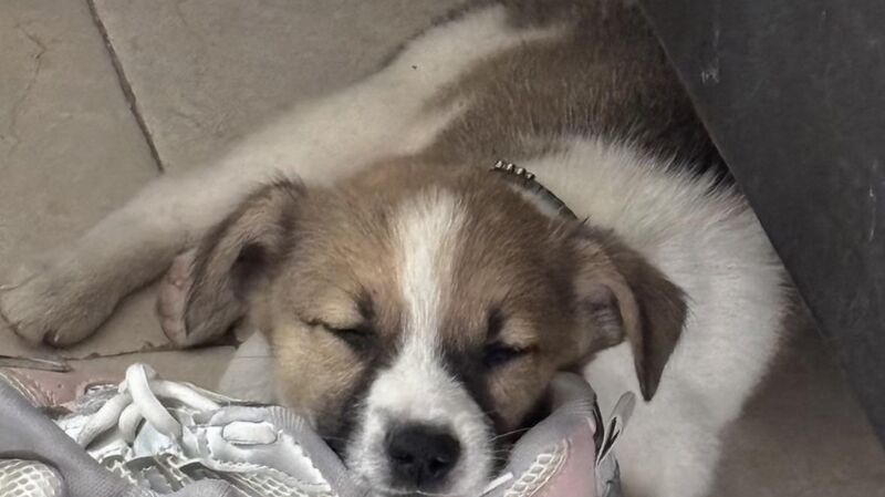 Otis no deja de dormir en mis tenis (ahora suyos) 😅aún teniendo cama