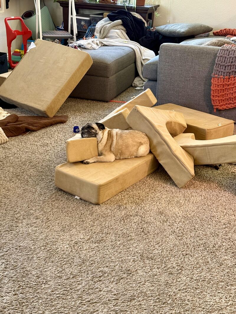 Linda has a ruff life. Pardon the mess it’s fort building day in our house.