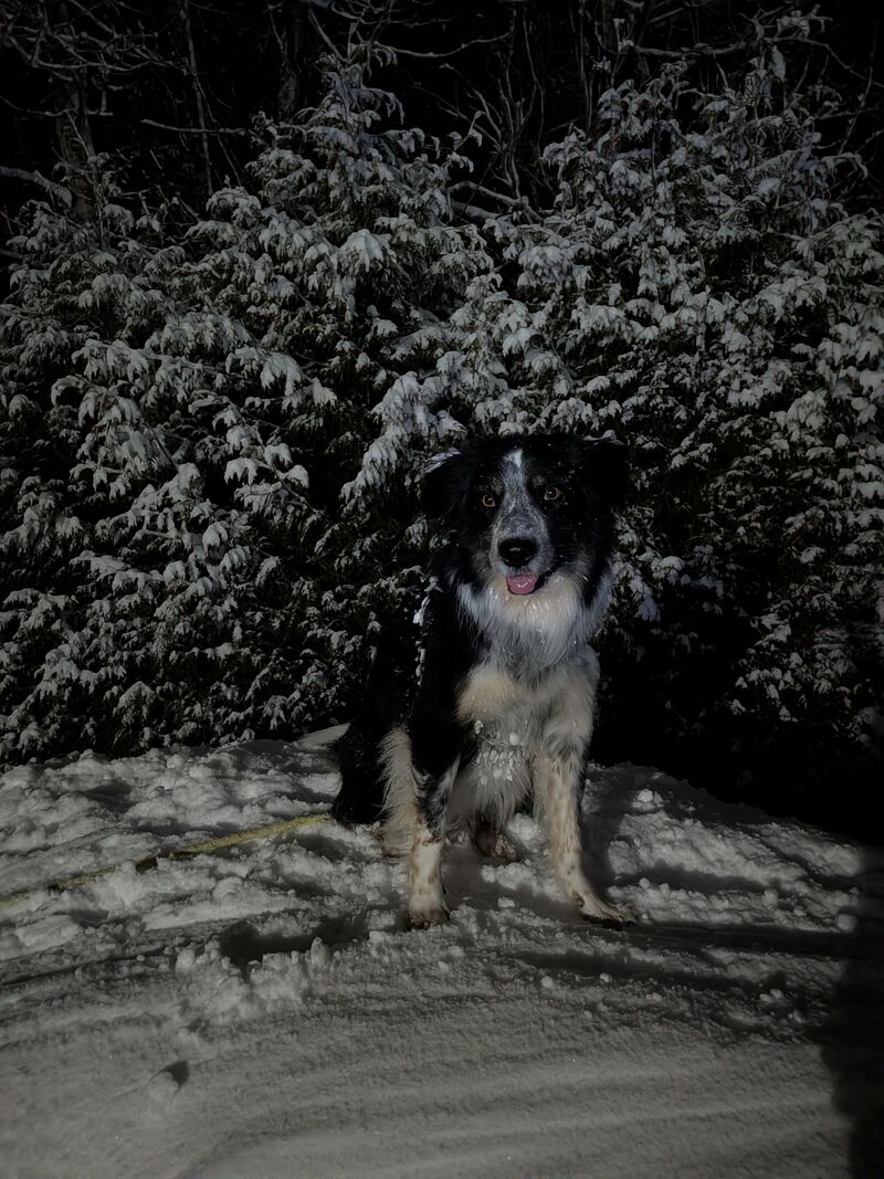 Moxie blends in so well in the snow