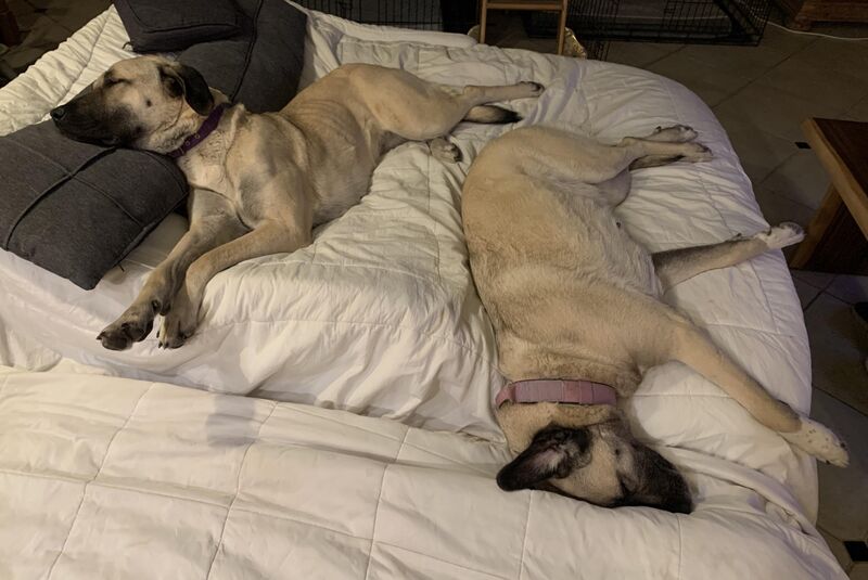 Two types of sleepers