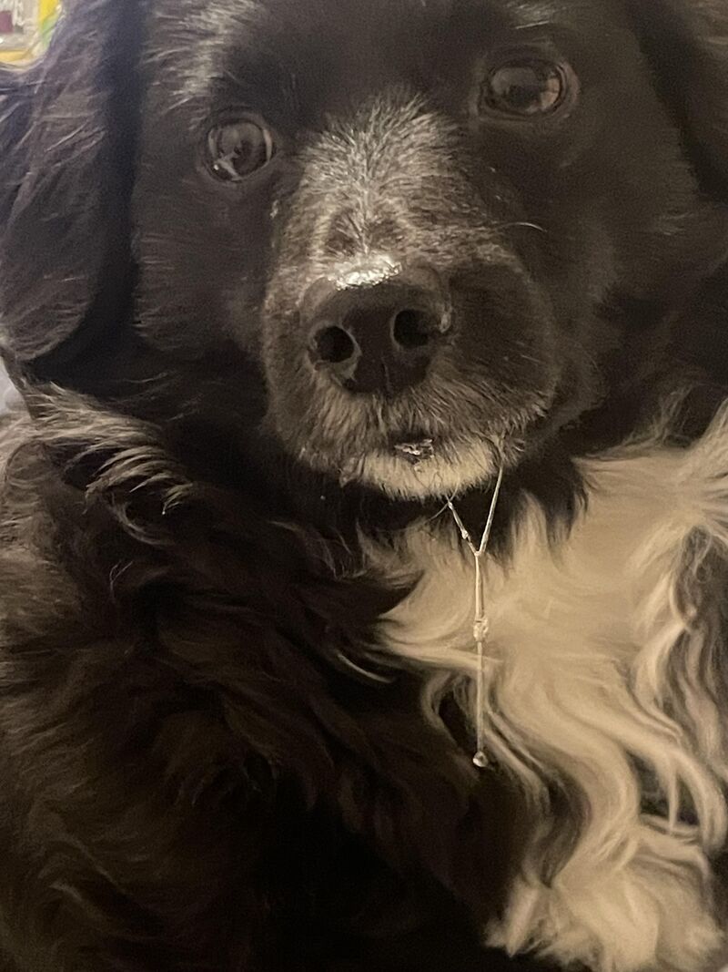 Doos my mommi no I LUV bonanos too??? Pls shair I only ate 2 ful meelz tooday. 🥺