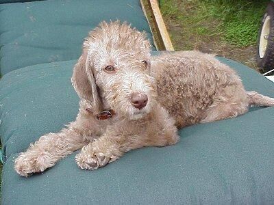 Terrier Bedlington