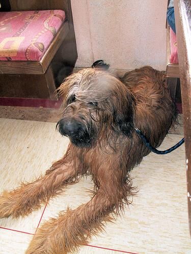 Briard