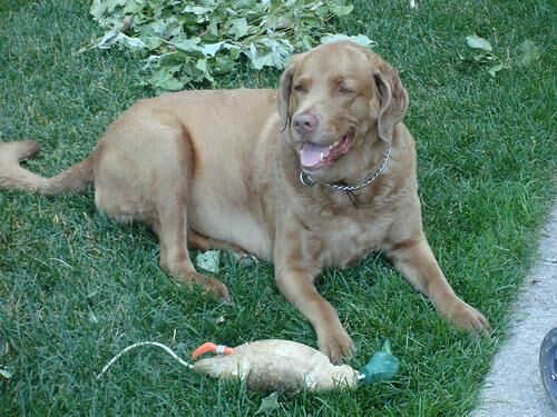 Retriever Chesapeake