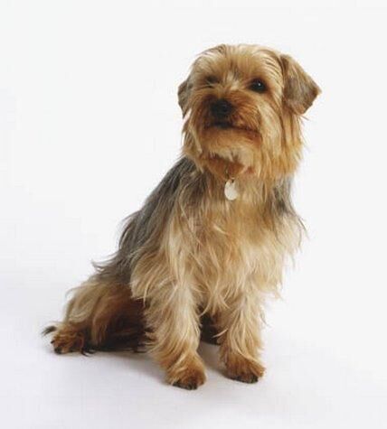 Terrier Yorkshire