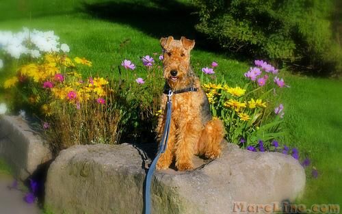 Airedale