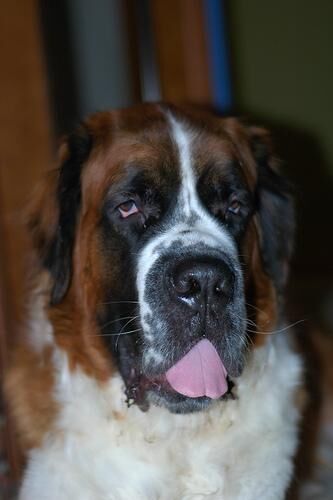 Stbernard