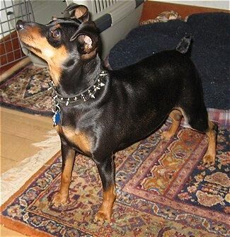 Pinscher Miniature