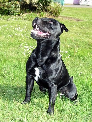 Bullterrier Staffordshire