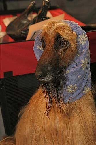 Hound Afghan