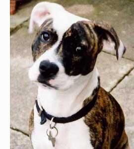 Bullterrier Staffordshire