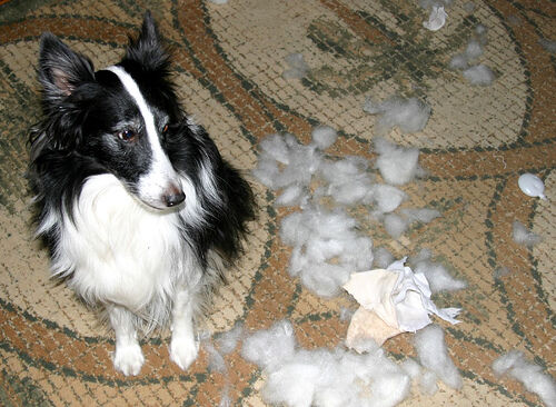 Sheepdog Shetland