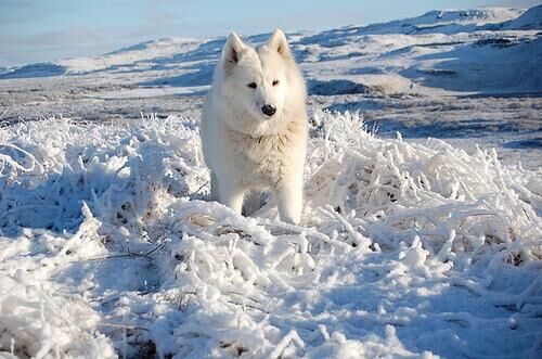 Samoyed